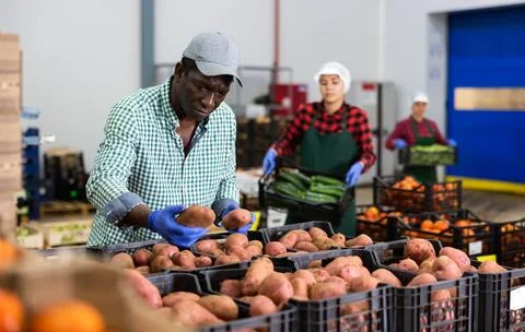 Man sorting and checking quality of potatoes in vegetable factory Foto stock