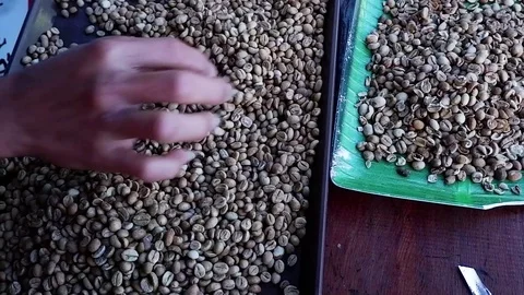Man is sorting coffee beans. Video stock 123139304