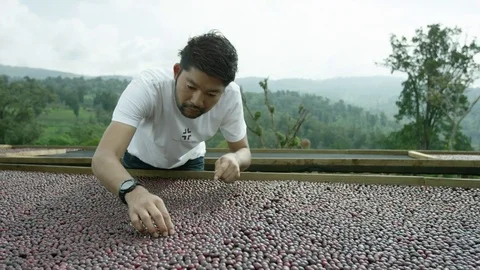Man sorting coffee cherries on drying bed Stock Footage 79674904