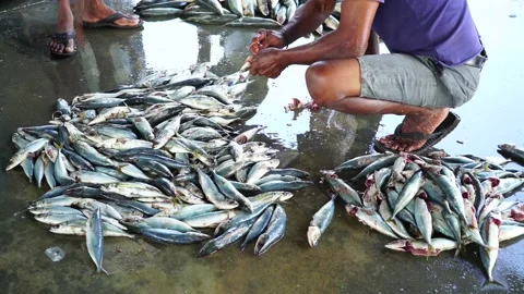 Man is sorting fish at the fish market Stock Footage 234626761