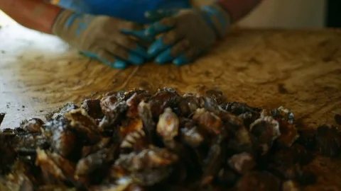 Man sorting oysters. 스톡 동영상 88372403