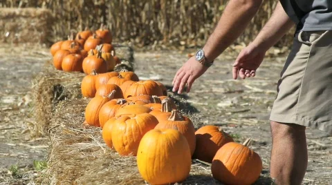 Man sorting through pumpkins Stock Footage 544591