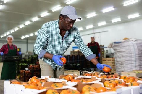 Man sorting tomatoes in vegetable factory warehouse Foto stock