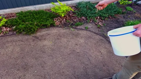 Man sowing grass seeds by hand in a backyard garden for lawn growth Stock Footage 341935258