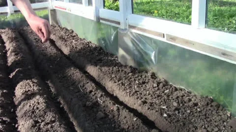 A man sowing seeds Stock Footage 24695816