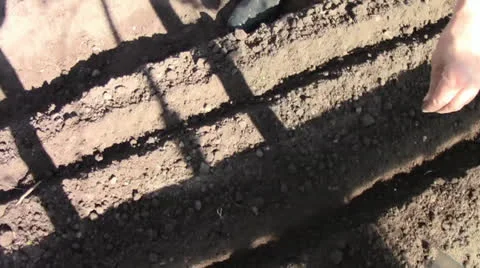 A man sowing seeds Stock Footage 24696428