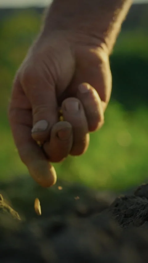 Man sowing yellow corn seeds in fresh spring soil on agricultural plantation Stock Footage 331644625