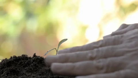 A man sows a small plant on the ground Stock Footage 77659607