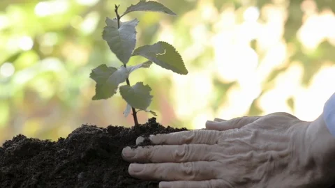A man sows a small plant on the ground Stock Footage 77659635