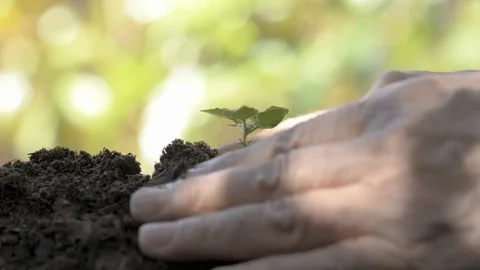 A man sows a small plant on the ground Stock Footage 77659688
