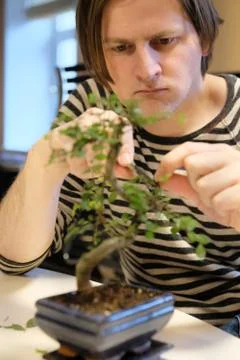 A man with special scissors forms the crown of a decorative bonsai tree Stock Photos