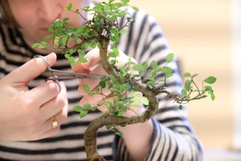 A man with special scissors forms the crown of a decorative bonsai tree Stock Photos