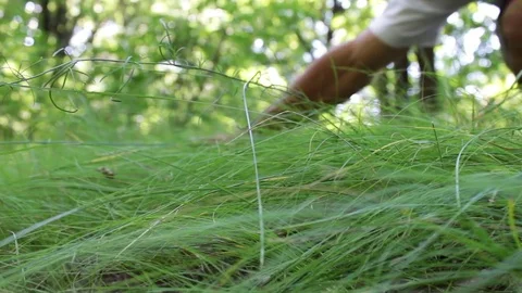 The man spends his strong manly hand on the green grass against the background Stock Footage