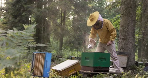 A man spends time in the middle of the woods by beehives with bees, opens the 스톡 동영상 165028649