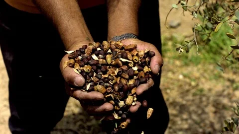 Man spilling handful of peanuts in slow motion Stock Footage 81231367