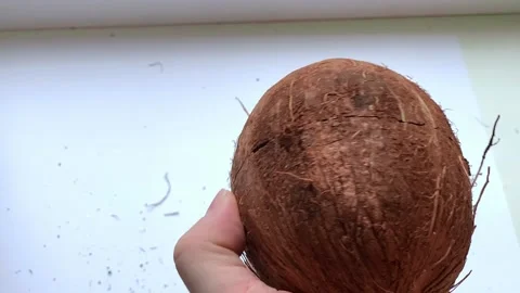 Man splits coconut shell with knife Stock Footage 148502657