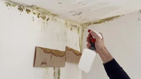 Man spraying bleach on mold in wall corner near ceiling Video stock 333305367