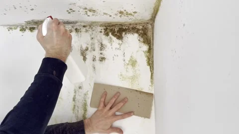 Man spraying bleach on moldy wall Video stock 333305379