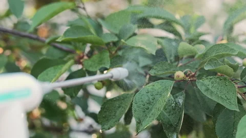 Man is spraying a cherry tree against pests and diseases. Close up Stock Footage 276608994