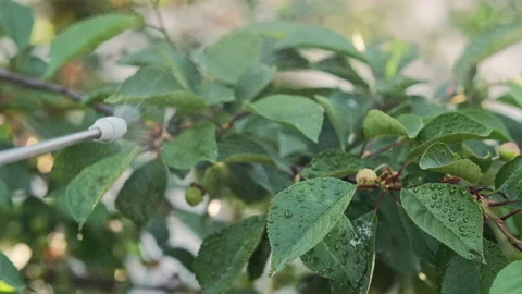 Man is spraying a cherry tree against pests and diseases. Close up Stock-Footage 276609872