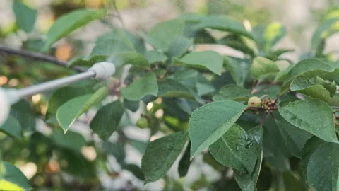 Man is spraying a cherry tree against pests and diseases. Close up Stock Footage 276611321
