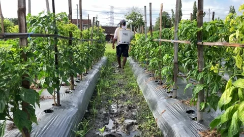 Man Spraying Chilli Pepper Plant Using Spray Gun Stock Footage 295468132