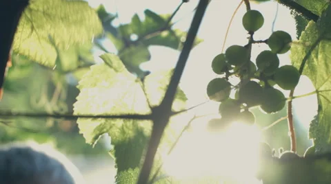 Man spraying fertilizer in a vineyard close up Stock Footage 67656973