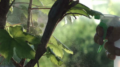 Man spraying fertilizer in a vineyard close up Stock Footage 67657296