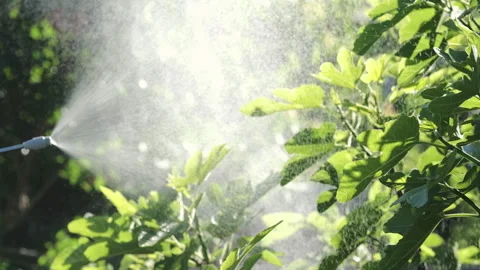 Man is spraying a fig tree against pests and diseases. Close up, backlit Stock Footage 276609842