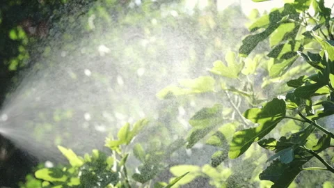 Man is spraying a fig tree against pests and diseases. Close up, backlit Stock Footage 276612264