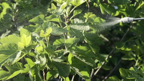 Man is spraying a fig tree against pests and diseases. Close up, backlit Stock Footage 276612345