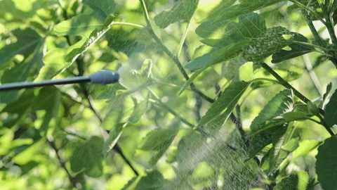Man is spraying a fig tree against pests and diseases. Close up Stock Footage 276612685