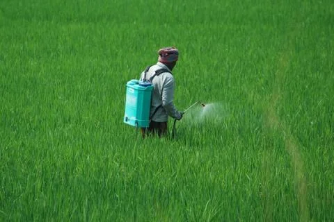 A man spraying insecticides manually by hand on a agriculture green field ful Stock Photos