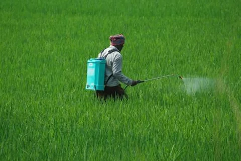 A man spraying insecticides manually by hand on a agriculture green field ful Stock Photos