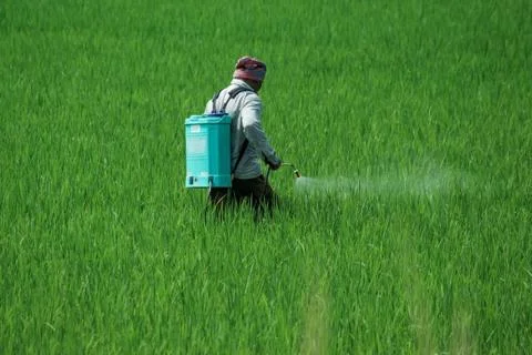 A man spraying insecticides manually by hand on a agriculture green field ful Stock Photos