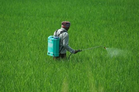 A man spraying insecticides manually by hand on a agriculture green field ful Stock Photos