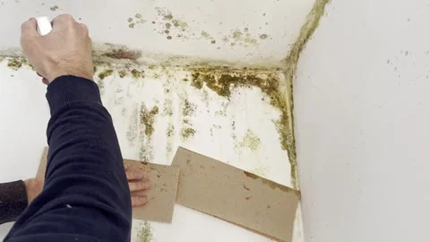 Man spraying mold remover on damp wall surface Video stock 333305322