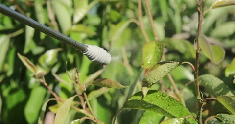 Man is spraying a pear tree against pests and diseases. Close up Stock Footage 276606113