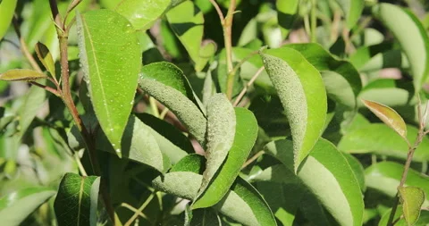 Man is spraying a pear tree against pests and diseases. Close up Stock Footage 276609866