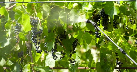 Man Spraying Plants with Backpack Atomizer Sprayer in the Garden in Summer .. Video stock 317340799