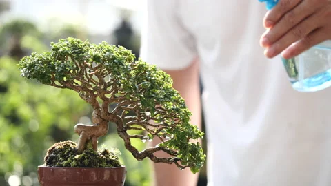 Man spraying water beautiful small bonsai plant growing on brown potted Video stock 154183149