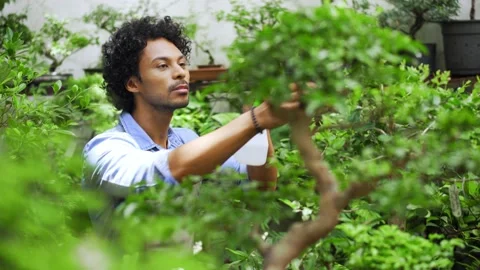Man spraying water in bonsai trees Stock Footage 180053382