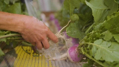 Man spraying water into turnip Stock Footage 87805088