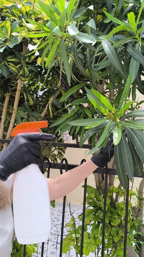 A man sprays a green tree against pests and diseases with a garden hand sprayer Stock Footage 275204948