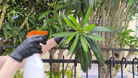A man sprays a green tree against pests and diseases with a garden hand sprayer Stock Footage 275205014