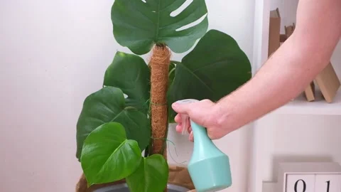 A man sprays water from a pulverizer on leaves of a monstera. Care of home Stock Footage 190098754