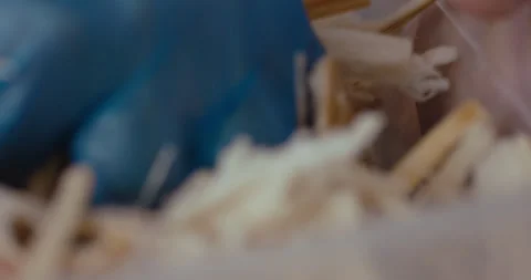 Man squeeze dry his cut Sugar Cane stems in a clear container after adding water Stock Footage 240690826