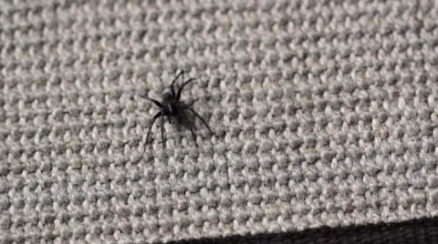 Man squishes spider Stock Footage 7906762
