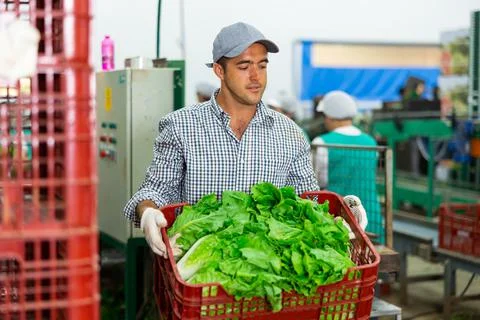Man stacking boxes with lettuce on sorting line in vegetable factory 스톡 사진