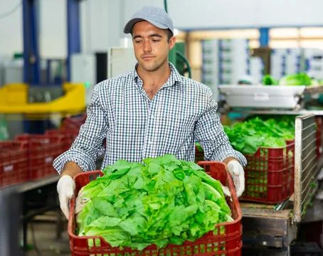 Man stacking boxes with lettuce on sorting line in vegetable factory 스톡 사진
